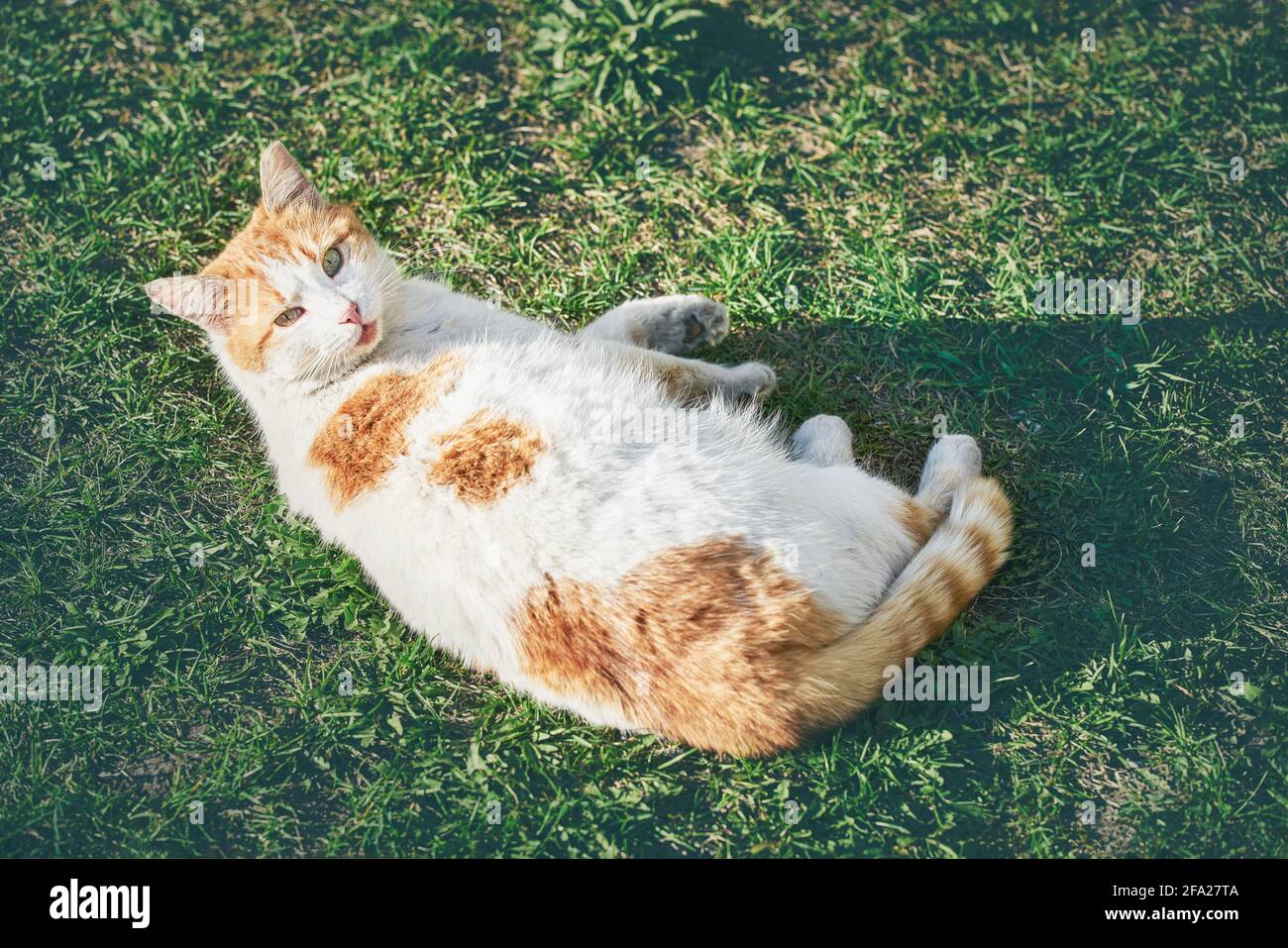 Die weißginger Katze gähnt im Gras. Selektiver Fokus, Draufsicht Stockfoto