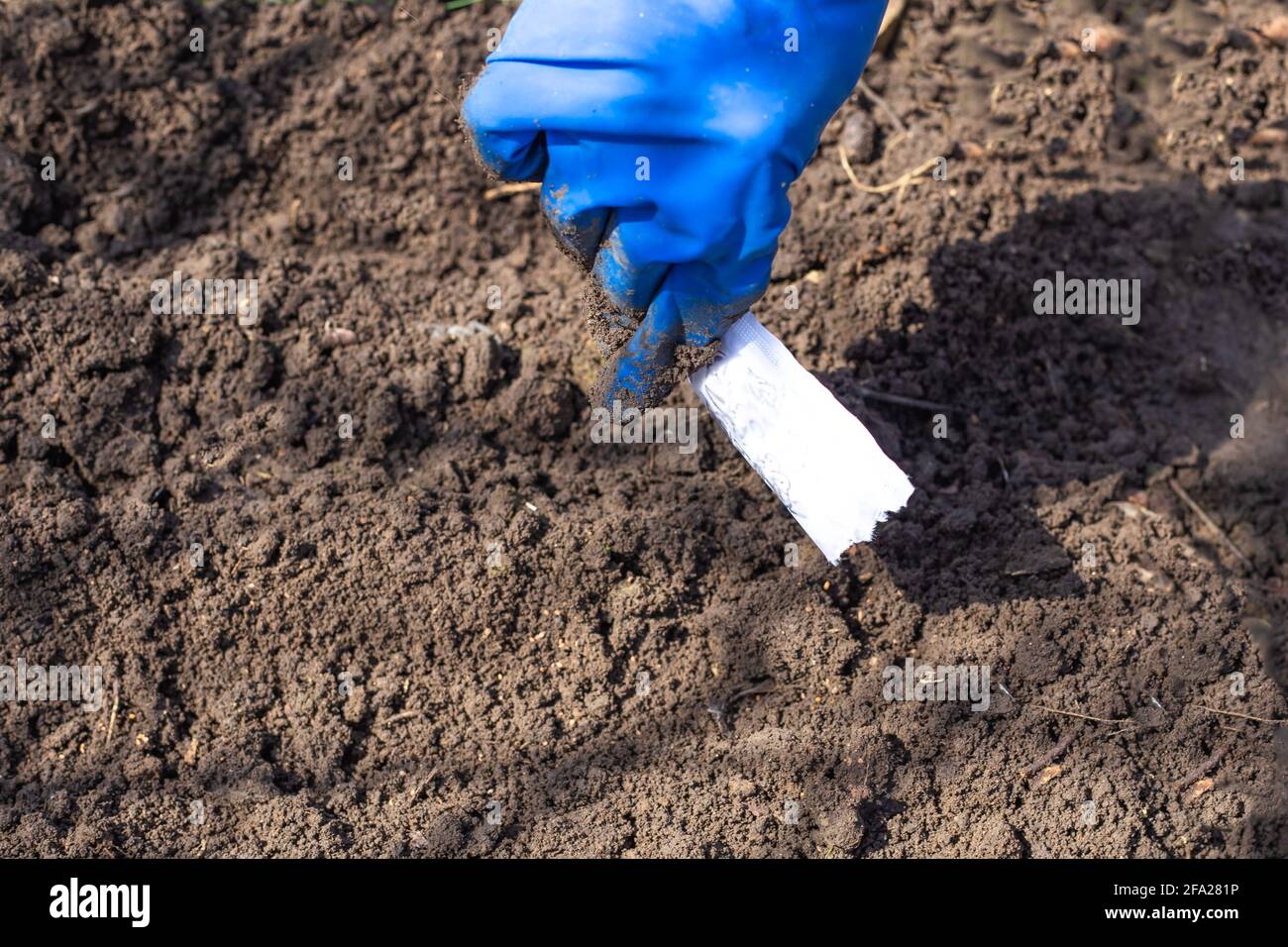 Landwirtschaft im Frühjahr. Frau in Handschuhen sät aus dem Paket der Pflanzen Samen in rohem Boden. Anbau von Gemüsepflanzen. Stockfoto