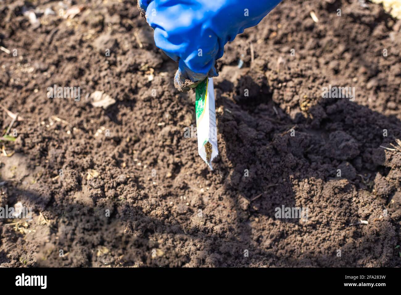 Landwirtschaft im Frühjahr. Frau in Handschuhen sät aus dem Paket der Pflanzen Samen in rohem Boden. Anbau von Gemüsepflanzen. Stockfoto