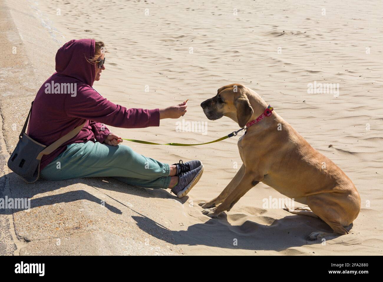 Blaue Deutsche Dogge Stockfotos Und Bilder Kaufen Alamy
