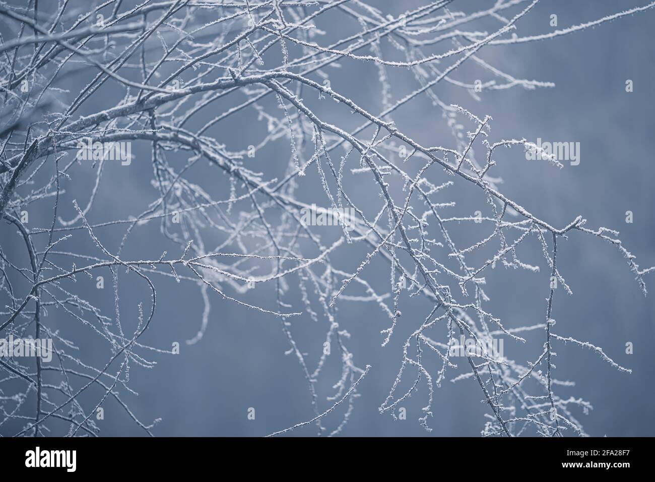 Gefrorene Baumzweige zur Wintermorgendzeit. Stockfoto