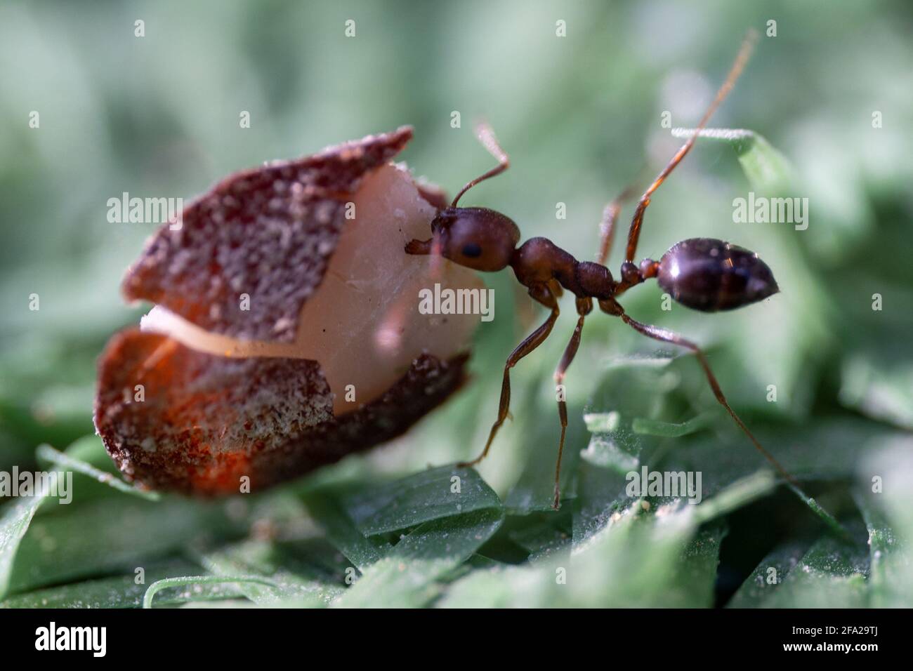 Sahara Desert Ameisen (Cataglyhis nodus) Makrofotografie beschäftigt ziehen Samen Seitenansicht in den Vereinigten Arabischen Emiraten. Teamarbeit, harte Arbeit und Einfallsreichtum Stockfoto