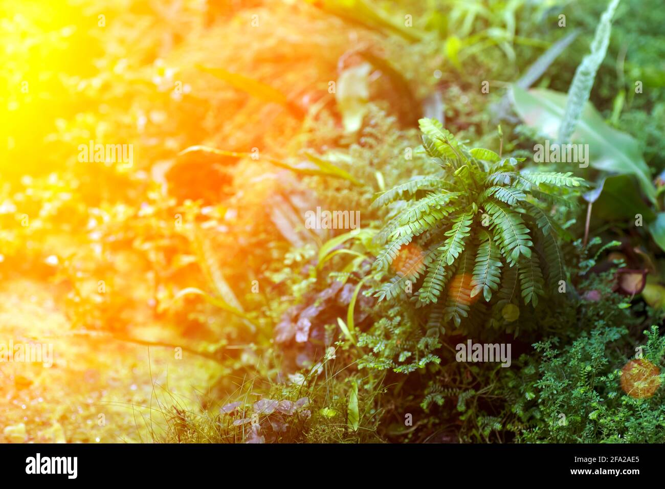 Leowefowa Fotohintergrund Wald Dschungel 3x2,4 M – Tropischer Regenwald Design Für Studio, Party, Videokonferenz