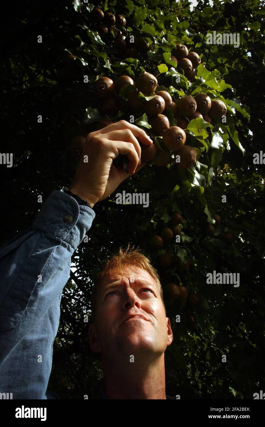DAVE MATTHEWS INSPIZIERT PERRY BIRNEN AUF DER GT NEWRA FARM IN SOUTH WALES,28/8/04 PILSTON Stockfoto