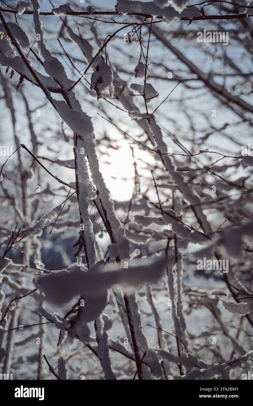 Kalter Wald auf dem Land in deutschland. Die Sonne bricht durch die Äste. Schnee sieht aus wie Glitzer in diesem Winterwunderland. Stockfoto