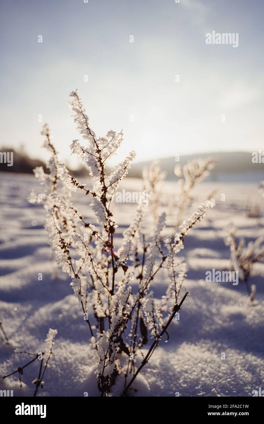 Gefrorenes Gestrüpp auf einem schneebedeckten Feld. Reisig sieht frostig aus. An einem schönen sonnigen Tag in Deutschland, Europa, funkelt die Sonne durch die Eiskristalle. Stockfoto