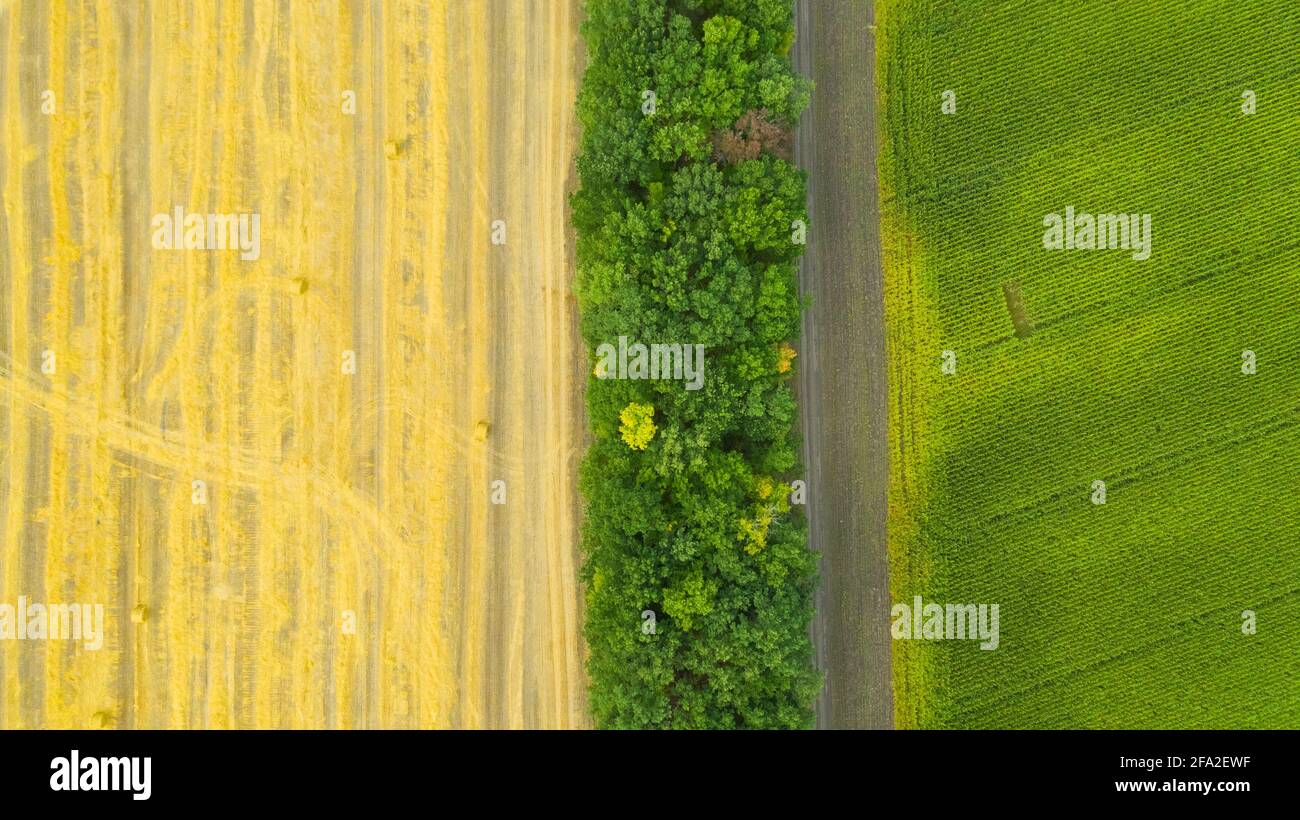 Luftaufnahme der grünen Maisfelder und ländlichen Felder nach der Ernte mit runden Stapel von goldenem Stroh werden in vielen Rollen für den Transport gesammelt. Stockfoto