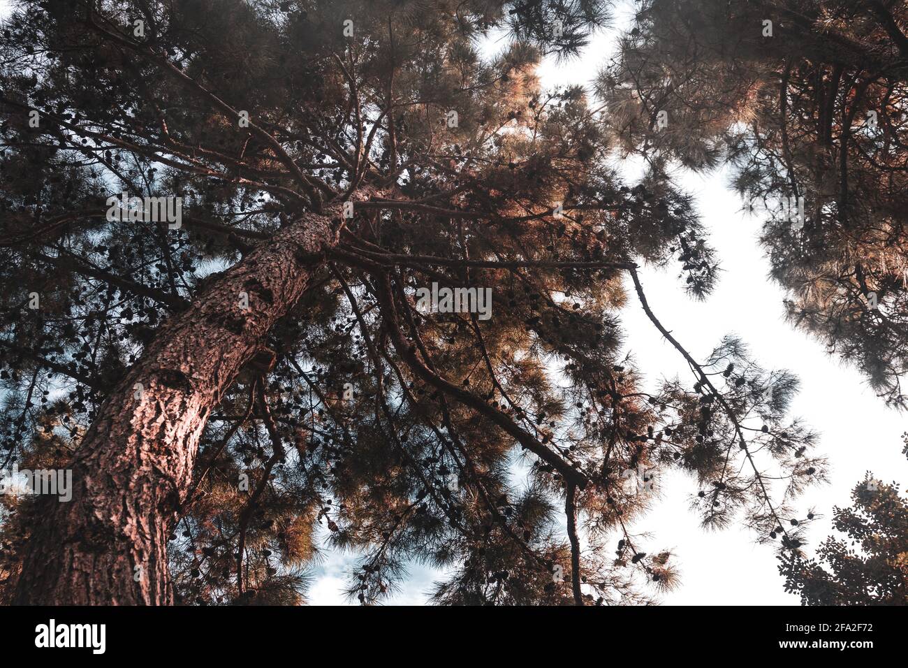 Kiefernbaum erreicht den Himmel Stockfoto