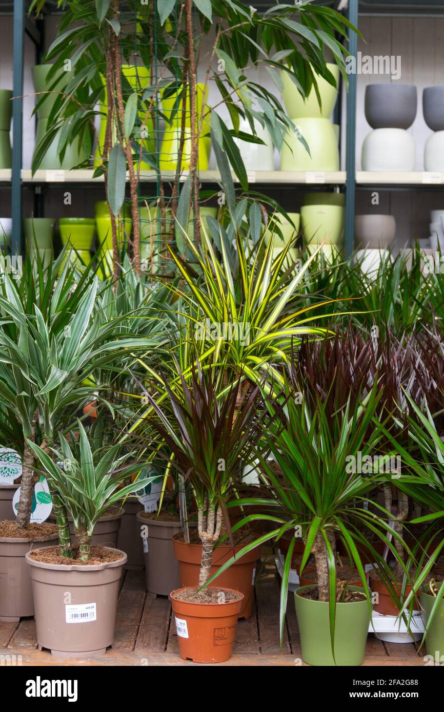 Zimmerpflanzen in Töpfen zum Verkauf im Gartencenter, Supermarktpflanzen Stockfoto