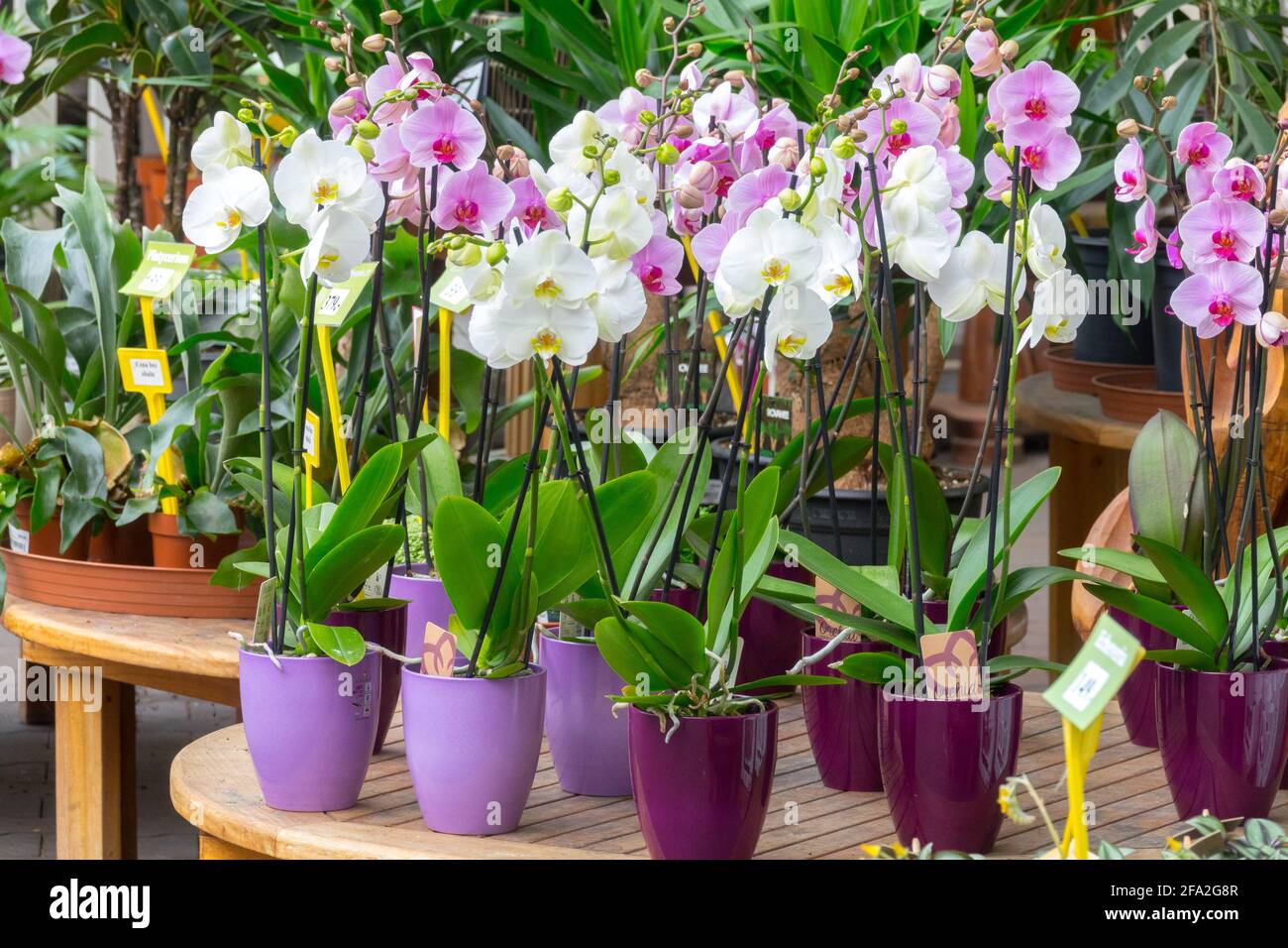 Phalaenopsis Orchidee in Töpfen, Gartenzentrumspflanzen zum Verkauf, Hauspflanzen Orchideen Stockfoto