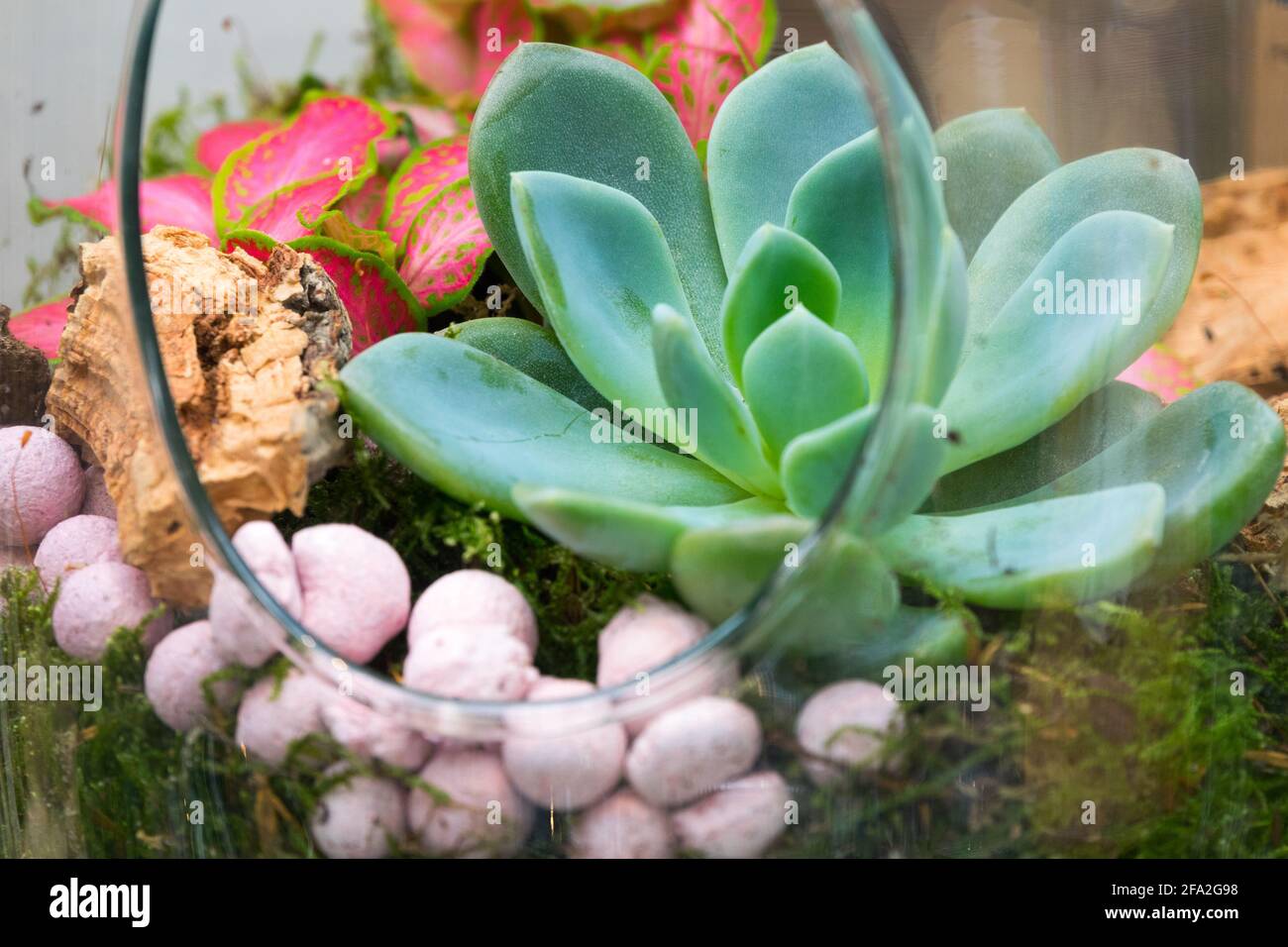 Saftiges Wachstum im Glasgefäß saftige Zimmerpflanzen Stockfoto