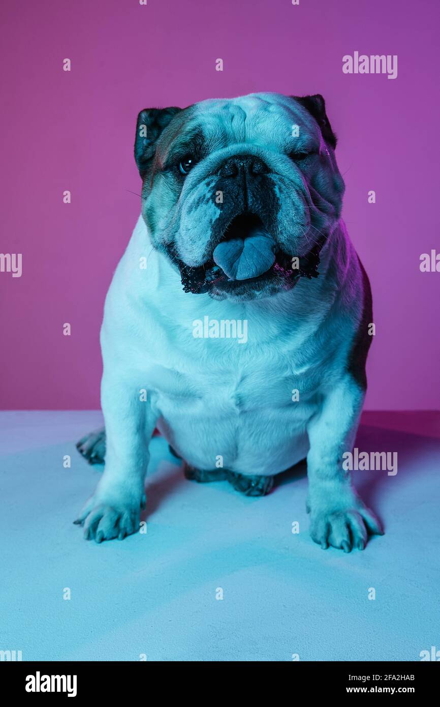 Blaue Englische Bulldogge Stockfotos Und Bilder Kaufen Alamy