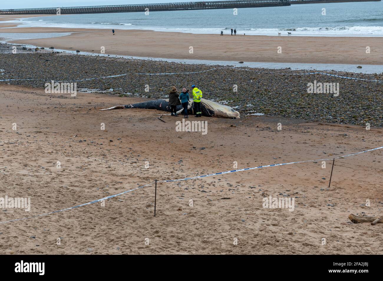 Dead Buckelwal am South Beach, Blyth, Northumberland, Großbritannien Stockfoto