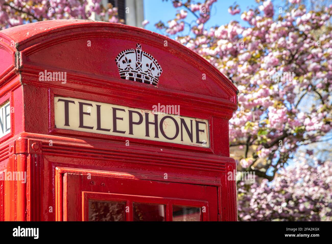 Britische rote Telefondose und blühende Kirschbäume Stockfoto
