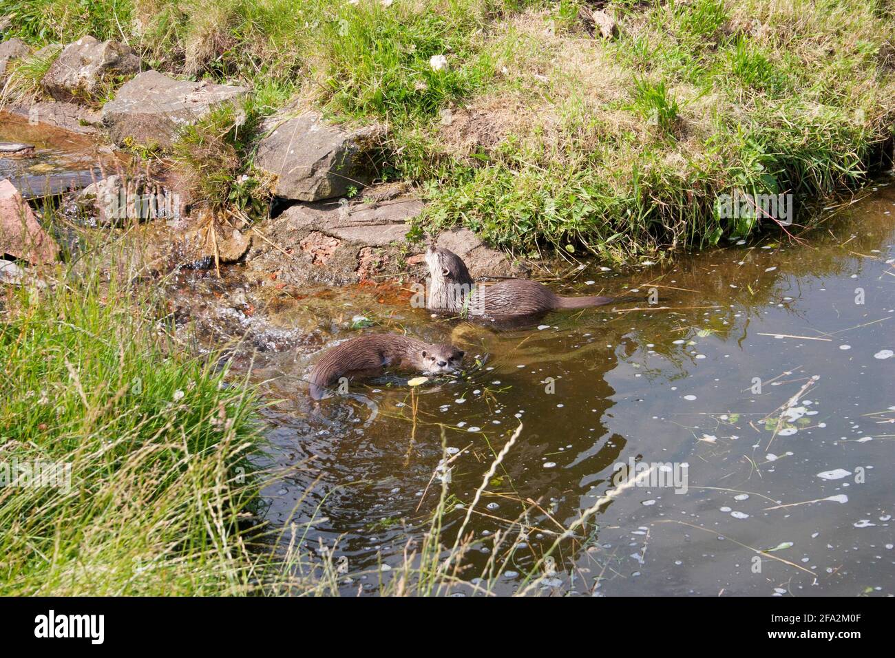 Europäische Otter (Lutra Lutra) schwimmen in einem Teich, Argyll, Schottland Stockfoto