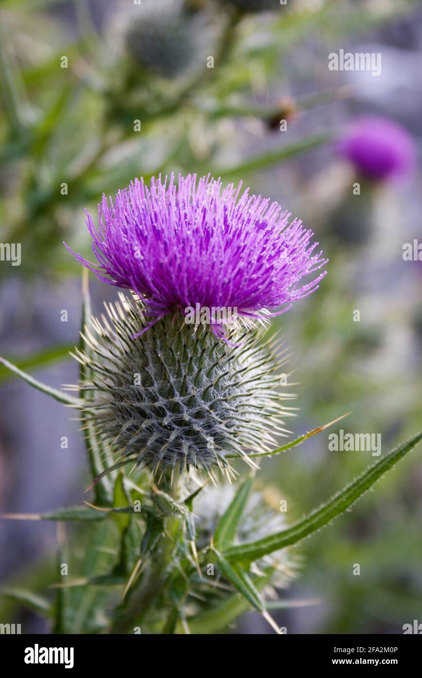 Lila blühende Schottendistel - Cirsium vulgare Stockfoto