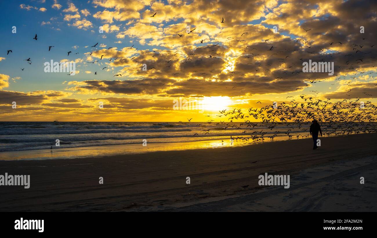 Mann, der durch eine Schar von Möwen auf dem Strand von Dayton läuft In Florida bei Sonnenuntergang Stockfoto