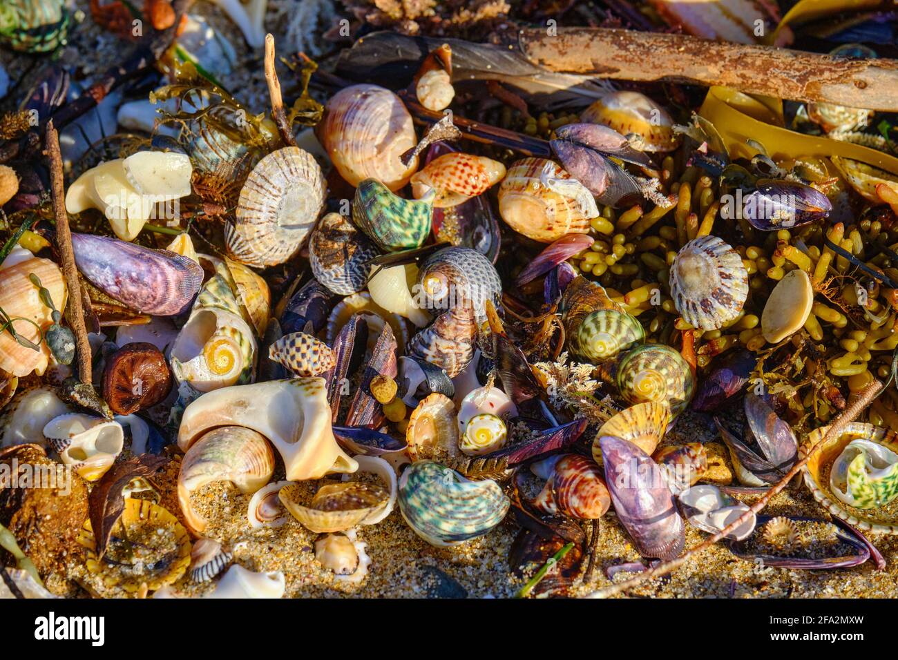 Muschelschalen An Der Meeresküste Stockfoto