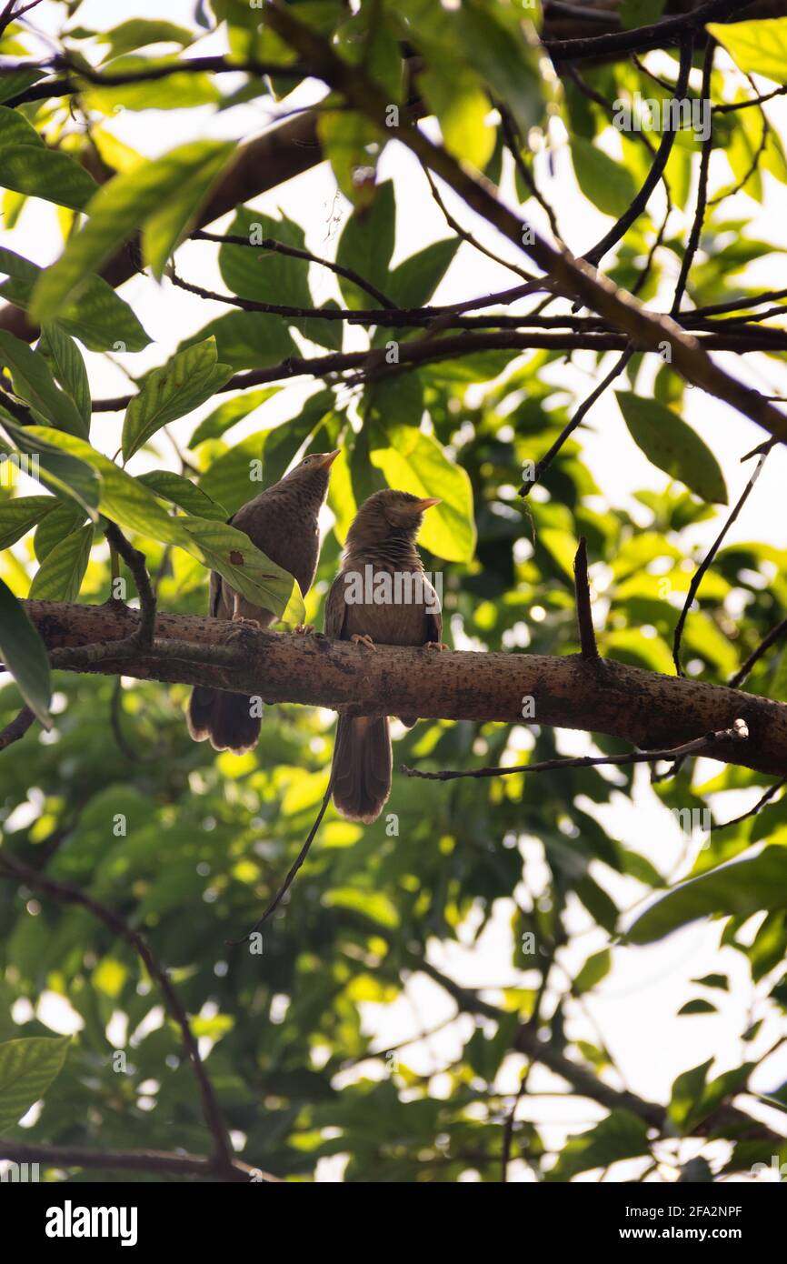 Paarungswechselwirkungen, Paarbindung: Gegenseitige Reinigung des Gefieders (Prägung). Ceylon Rufous Babbler (Turdoides rufescens) - Sri Lanka endemische Arten, Stockfoto