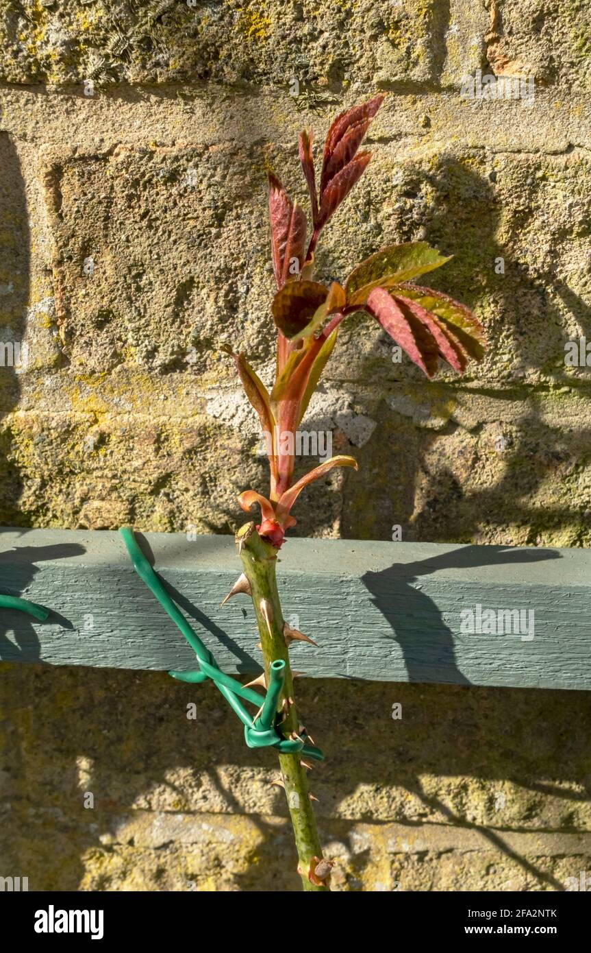 Nahaufnahme eines neuen Schusses auf der wachsenden Kletterrose Spalier an einer Wand im Garten im Frühjahr England Großbritannien Großbritannien GB Großbritannien Stockfoto
