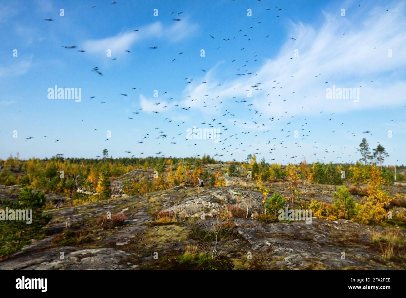 Eine große Anzahl von Mücken (Schwärme von Mücken) Leben in der Bergtundra (Wald-Tundra-Zone) Des zirkumpolaren Nordens Stockfoto