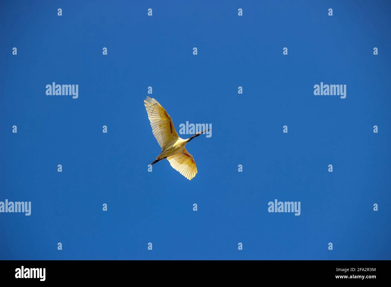 Vögel von Sri Lanka. Indischer Schwarzhalsibis (White Ibis, Threskiornis melanocephala) im Flug gegen den blauen Himmel Stockfoto