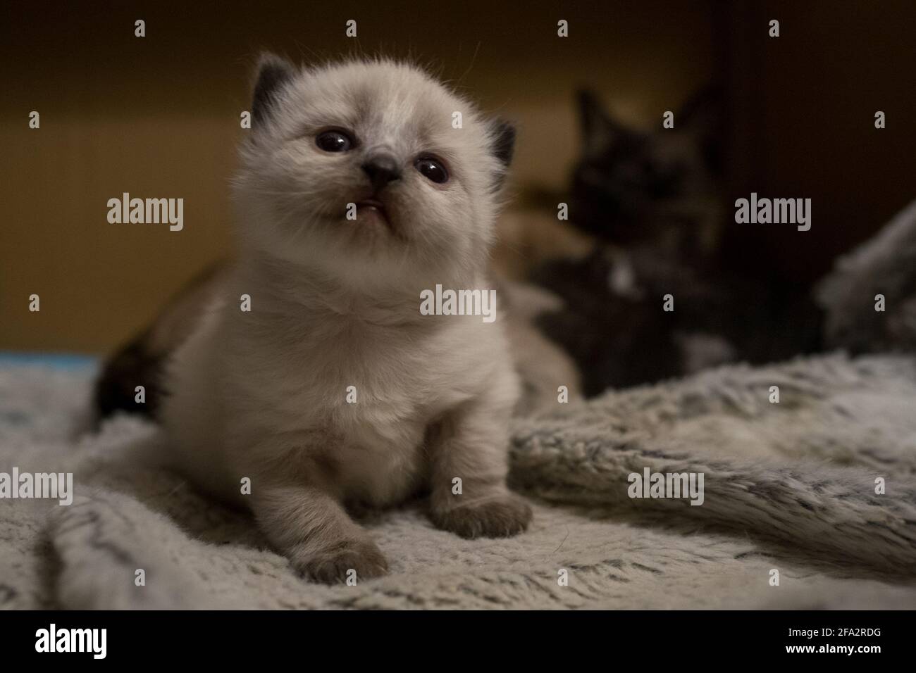 Eine Nahaufnahme eines grauen pelzigen Kätzchens mit Mutterkatze und anderen Kätzchen im Hintergrund Stockfoto