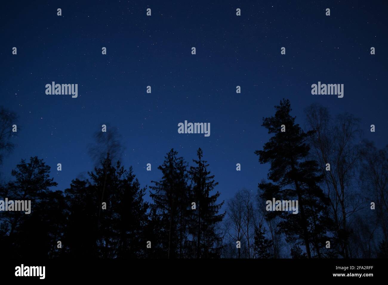 Schwarze Baumwipfelsilhouetten vor einem Nachthimmel voller Sterne Stockfoto