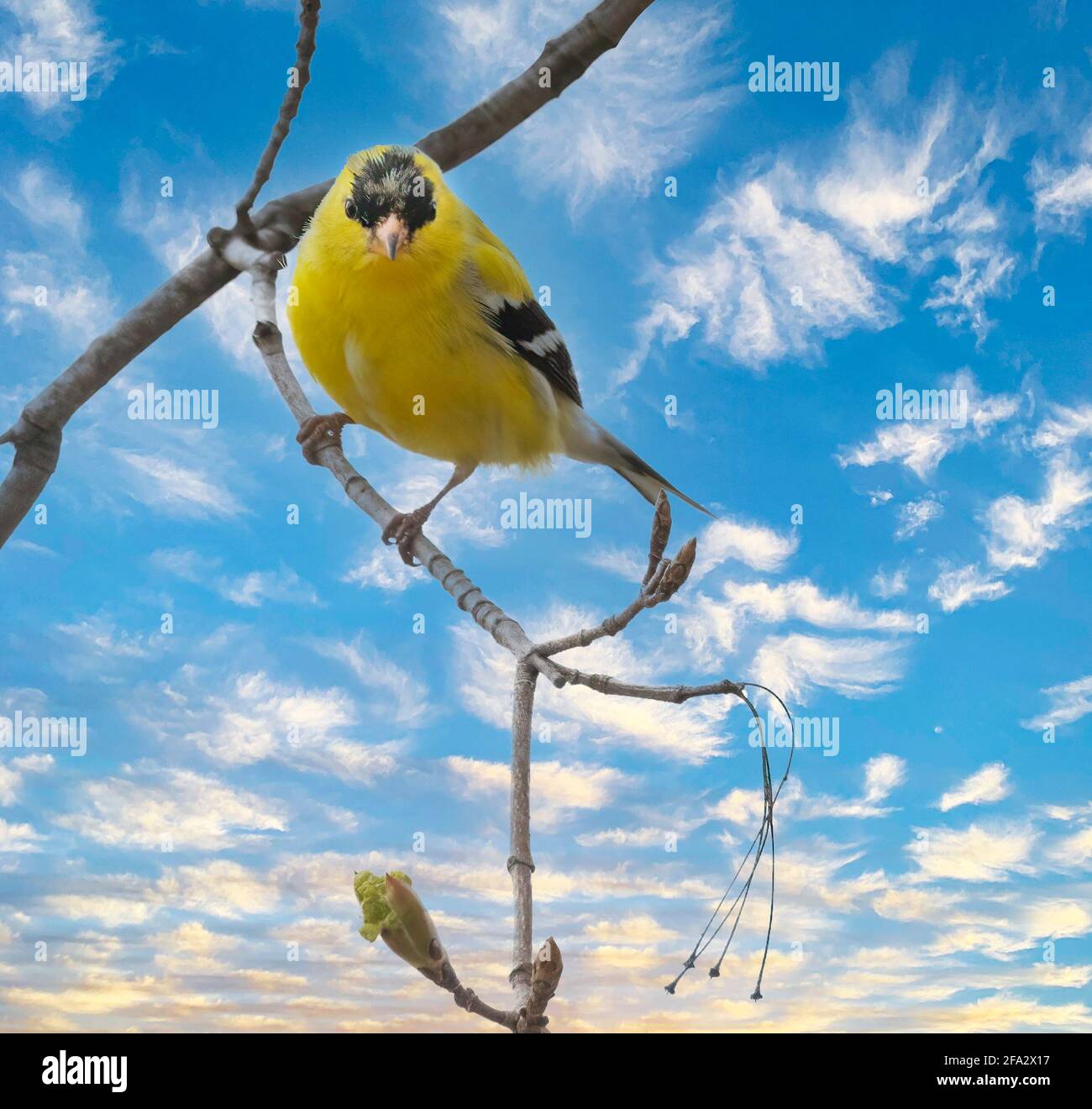 Männlicher amerikanischer Goldfink ( Spinus tristis ) Auf dem Zweig mit Blick auf den Hintergrund des blauen Himmels der Kamera Stockfoto