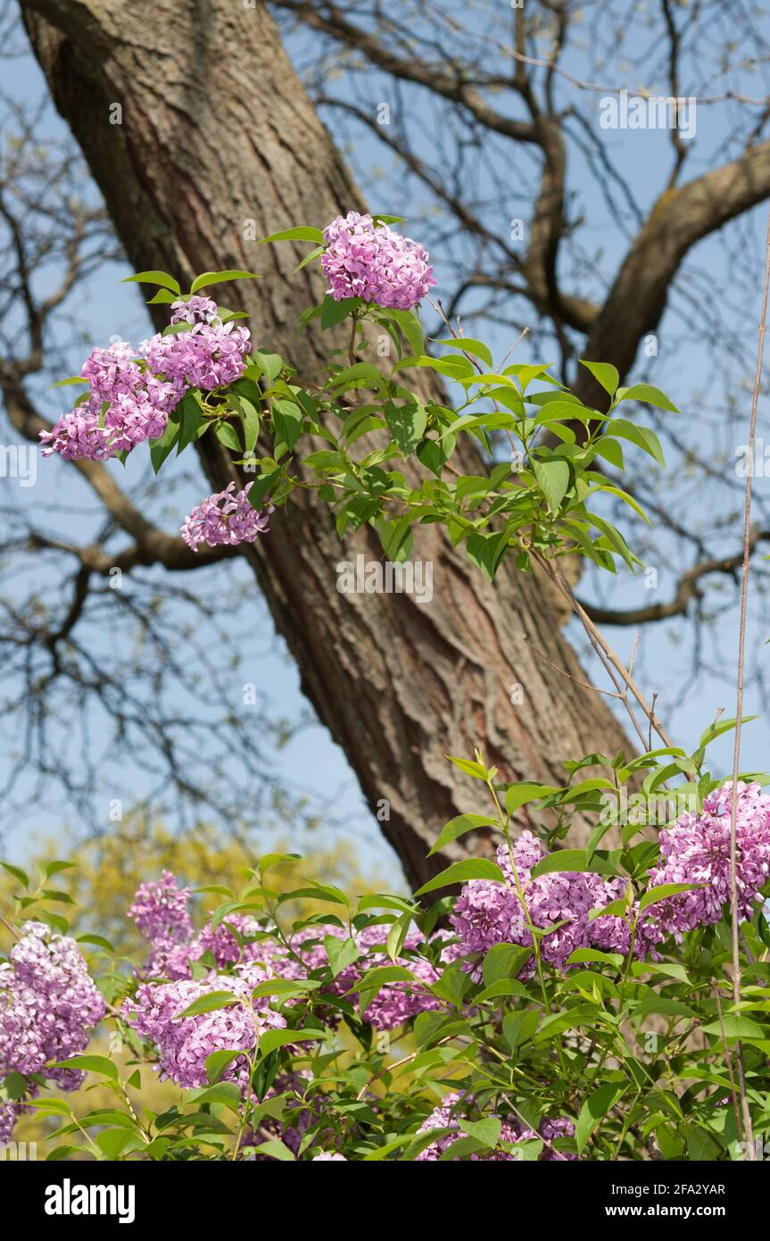 Hängende Fliederblüten, die in der Nähe eines Baumstammes wachsen, Frühlingstag Stockfoto
