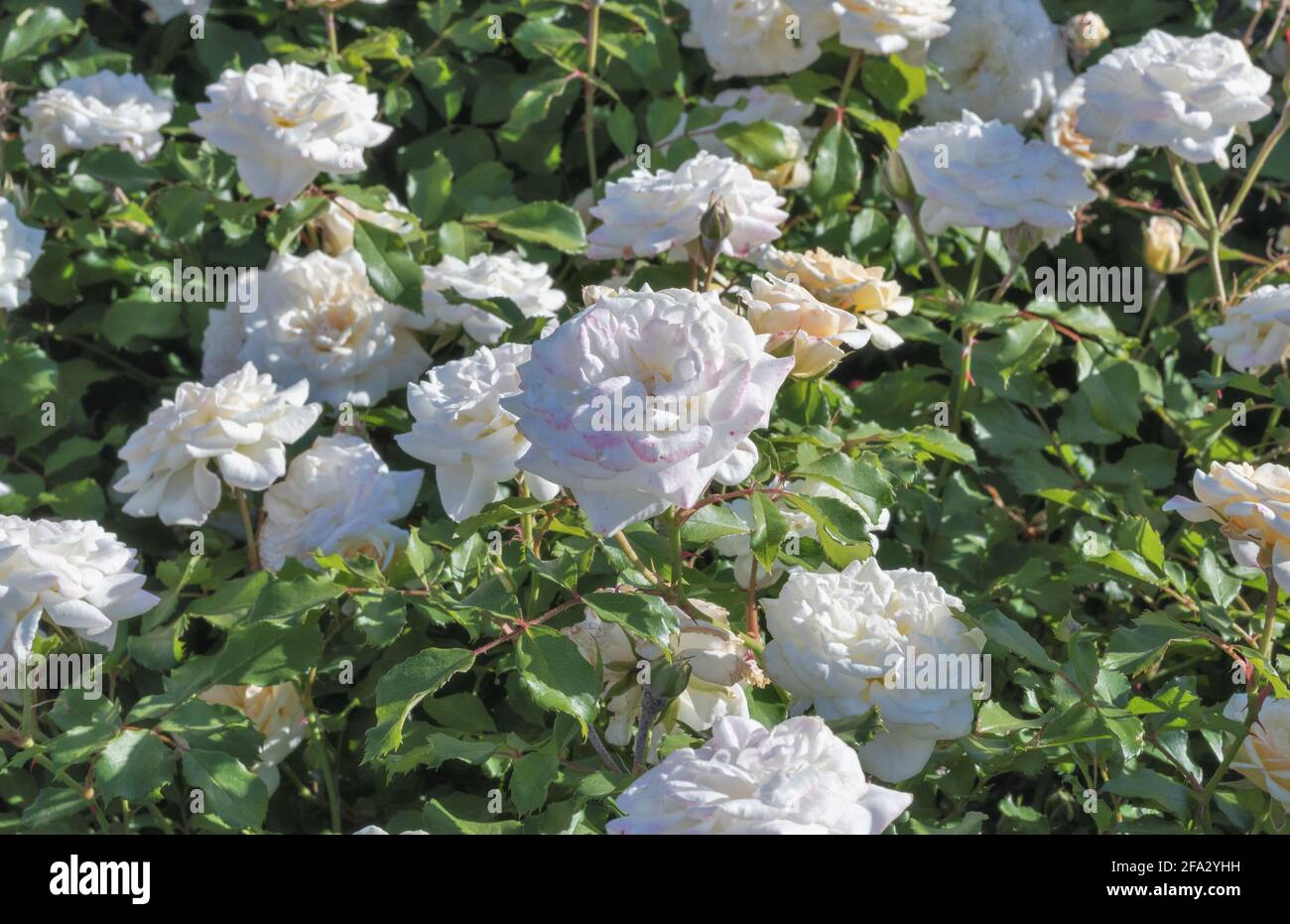 Floribunda ist eine moderne Gruppe von Gartenrosen Stockfoto