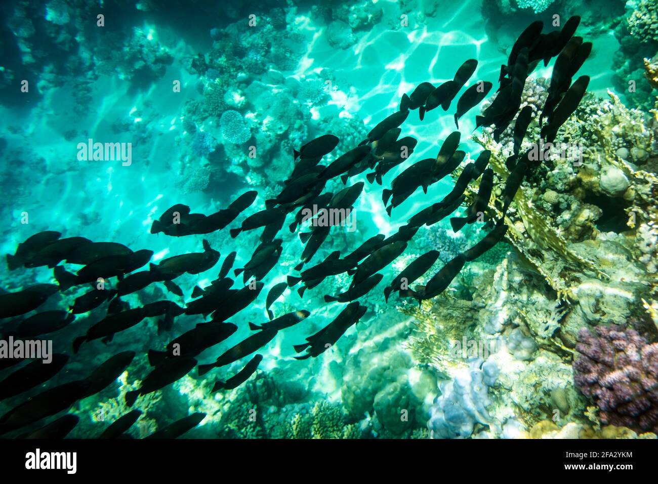 Schule von schwarzen tropischen Fischen auf einem Korallenriff Stockfoto