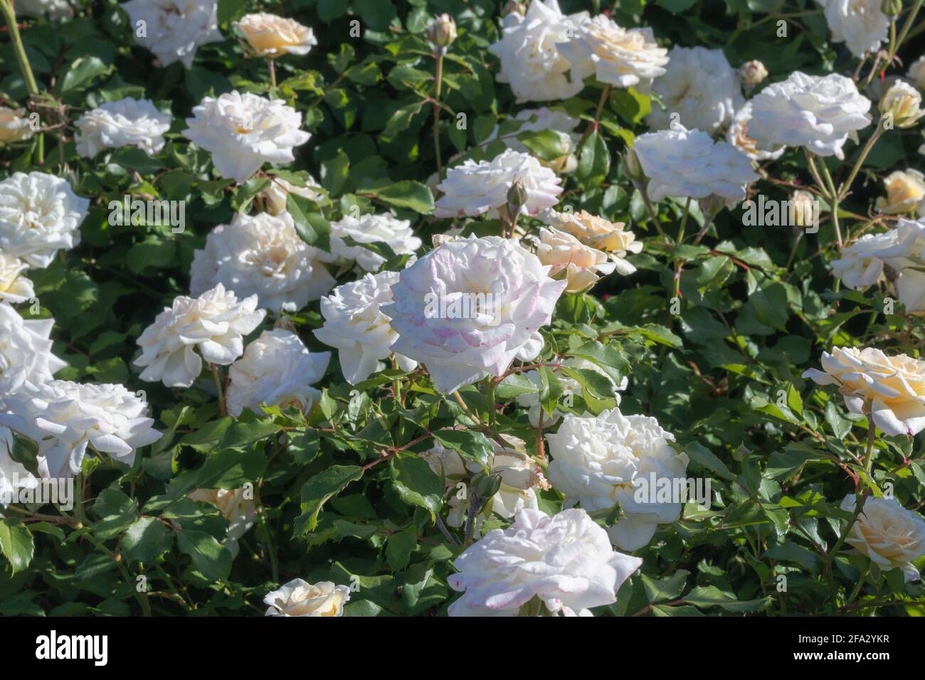 Floribunda ist eine moderne Gruppe von Gartenrosen Stockfoto