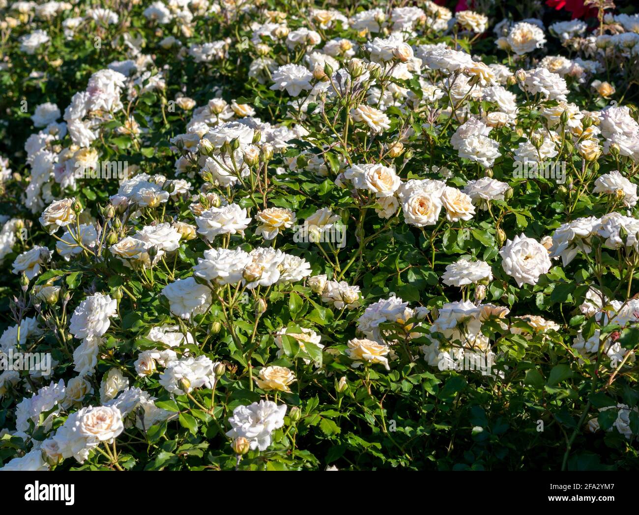 Floribunda ist eine moderne Gruppe von Gartenrosen Stockfoto