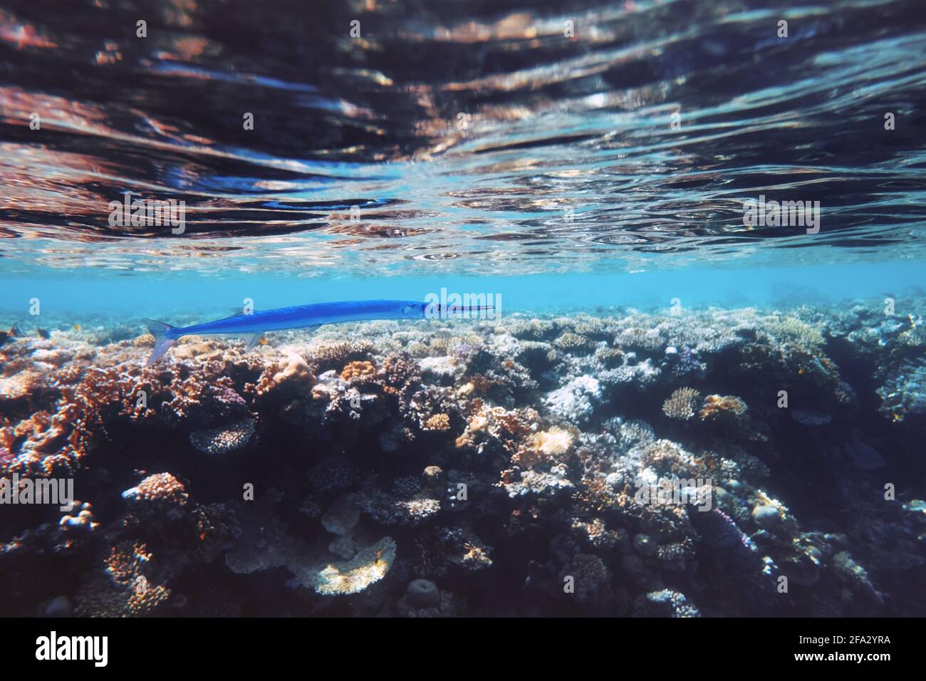 Einsame Nadelfische jagen auf einem Korallenriff Stockfoto