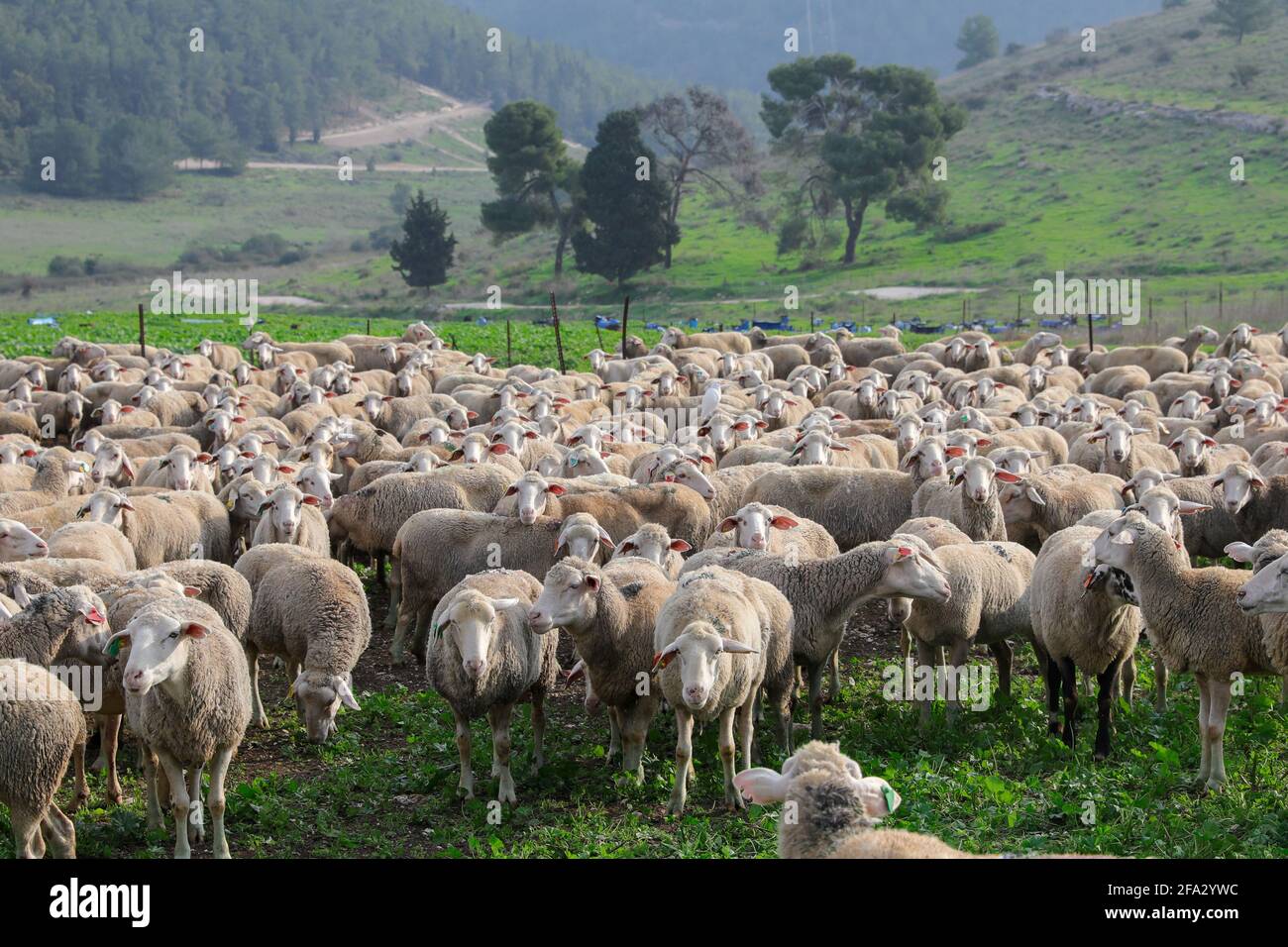 Herde von weißen Schafen grasen in einer grünen Landschaft. Stockfoto