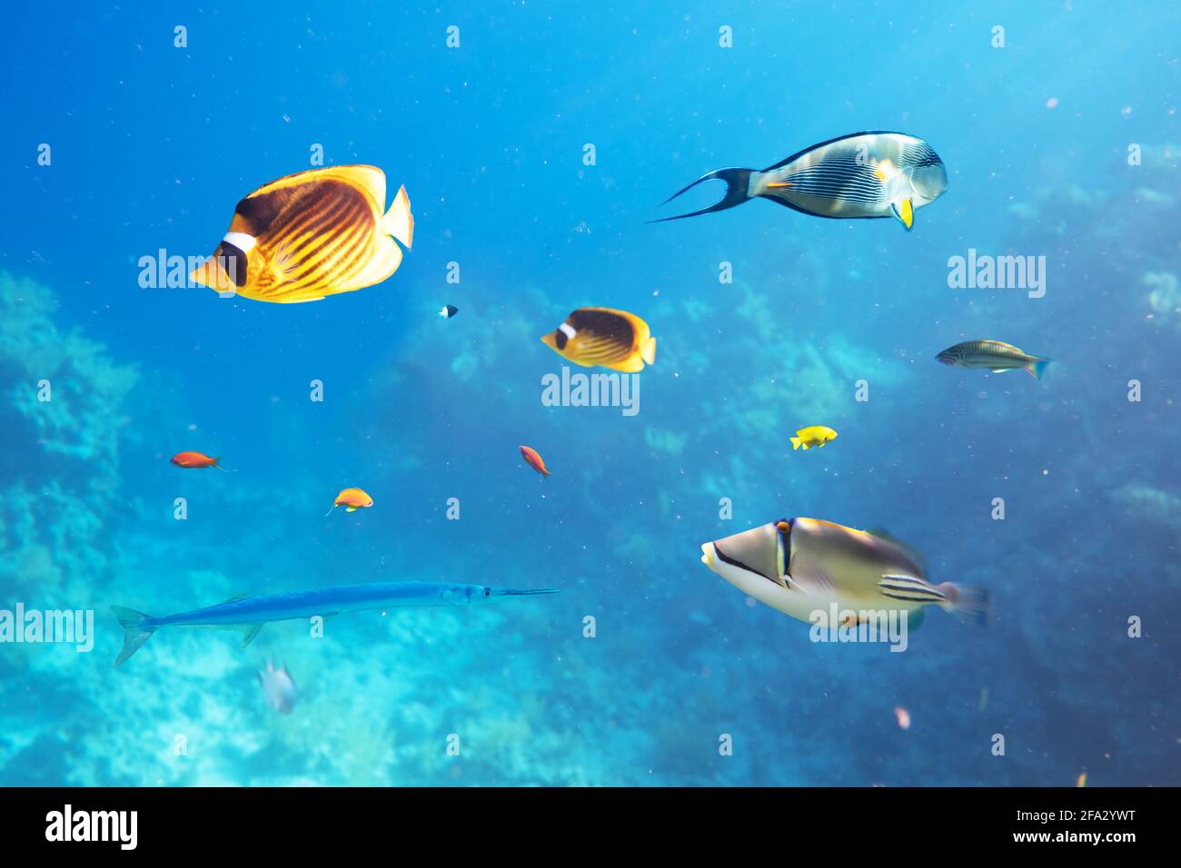 Verschiedene tropische Fische auf einem Korallenriff in den Roten Meer Stockfoto
