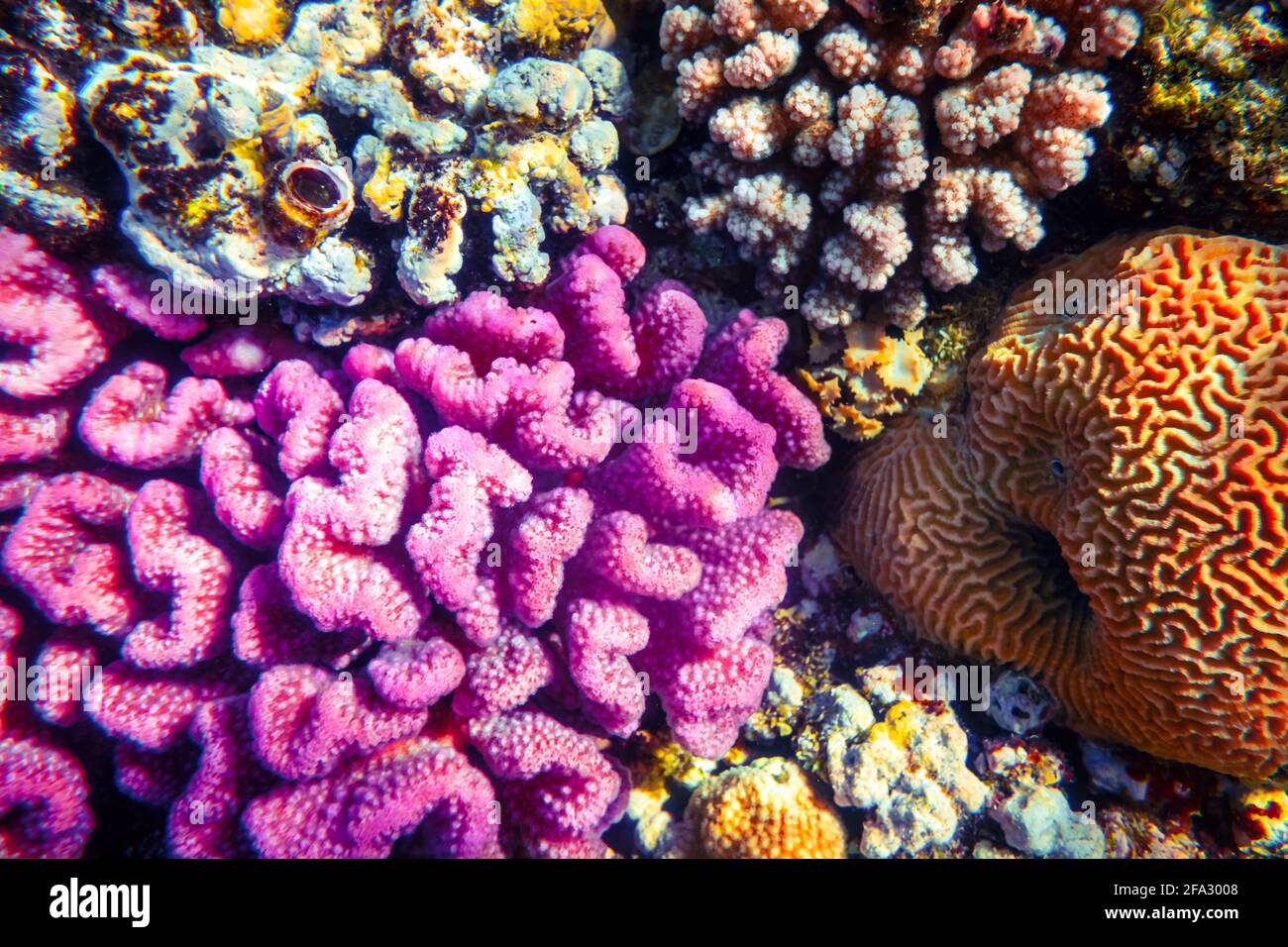 Korallenriffkolonie im Roten Meer in Ägypten Stockfoto