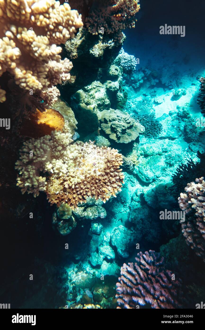 Korallenriffkolonie im Roten Meer in Ägypten Stockfoto