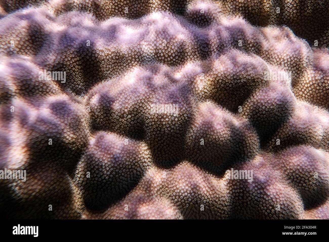 Lila Koralle im Korallenriff von Ägypten Rotes Meer Stockfoto