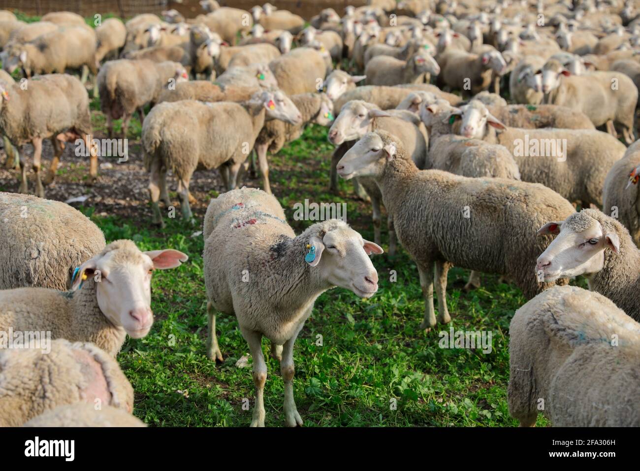 Herde von weißen Schafen grasen in einer grünen Landschaft. Stockfoto