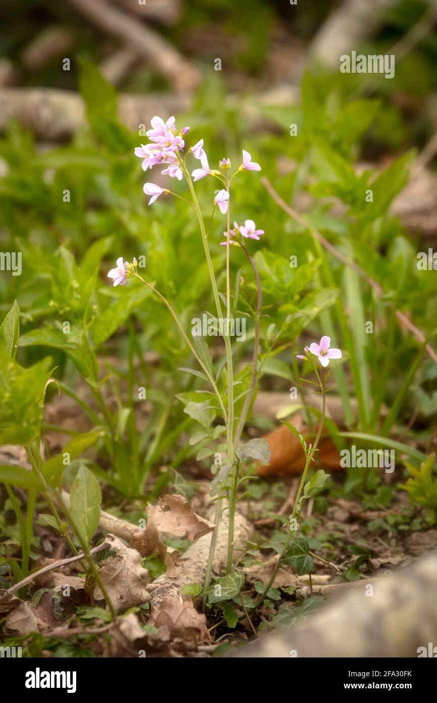 Zartes Cardamine pratensis, Kuckuckblume, Damenskittel, mayflower, Milchmädchen, In ihrer natürlichen Waldumgebung Stockfoto