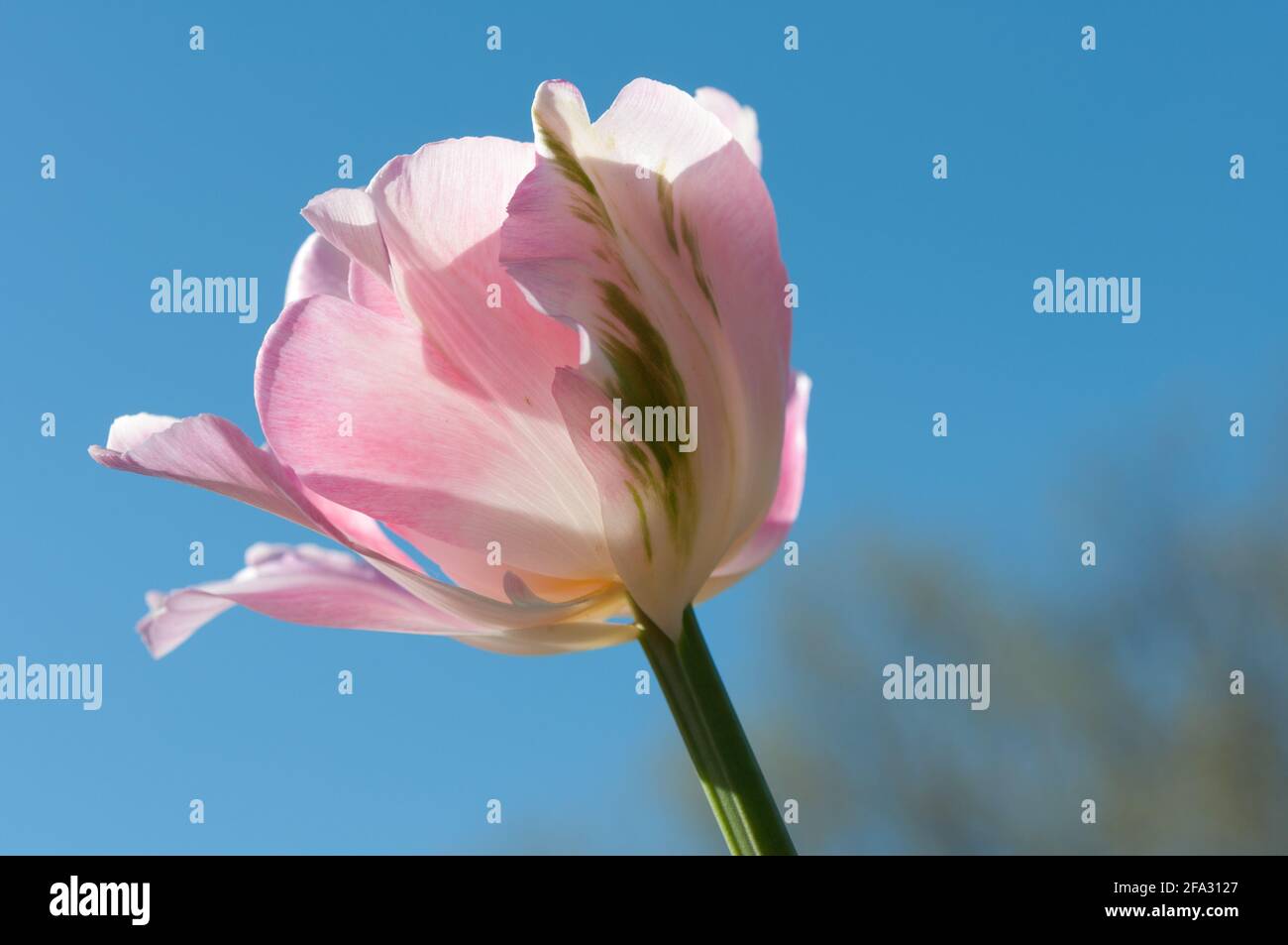 Doppelte späte Pfingstrose Tulpe 'angelique' - isolierte Blüte gegen eine Blauer Himmel Stockfoto