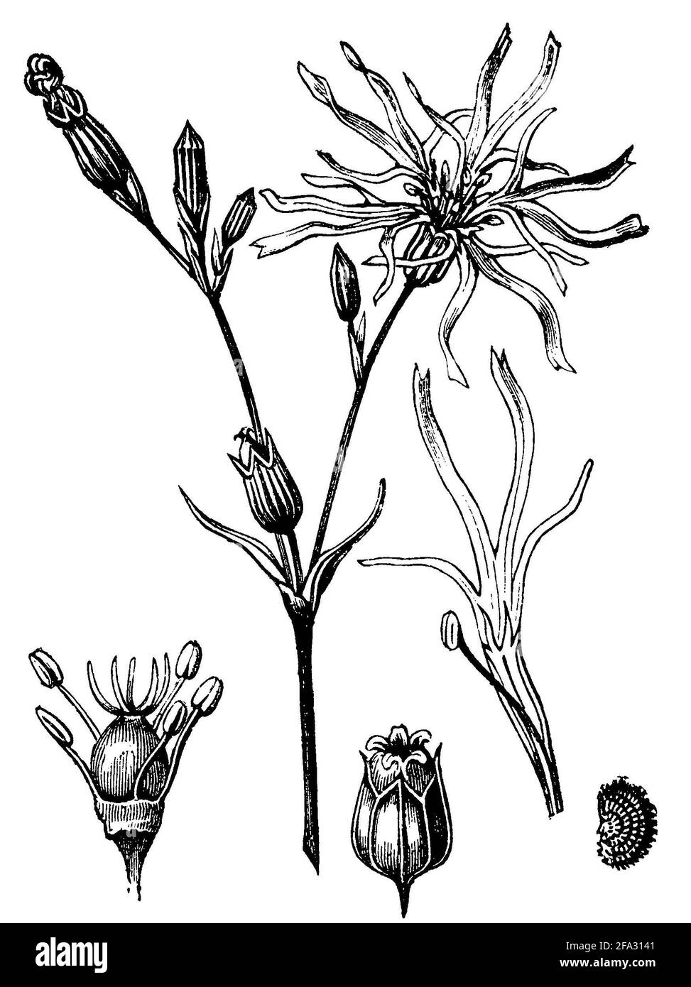 Ragged-Robin / Silene flos-cucuculi, SYN. Lychnis flos-cuculi / Kuckucks-Lichtnelke (Botanikbuch, 1889) Stockfoto