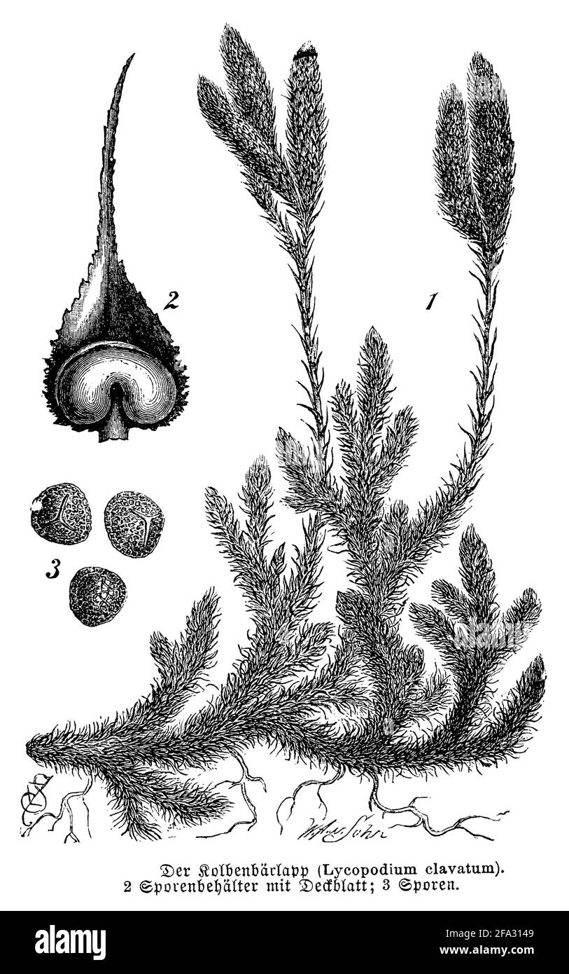 club Moss / Lycopodium clavatum / Keulen-Bärlapp (Botanikbuch, 1889) Stockfoto