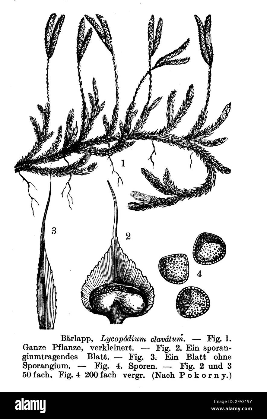 club Moss / Lycopodium clavatum / Keulen-Bärlapp (Botanikbuch, 1910) Stockfoto