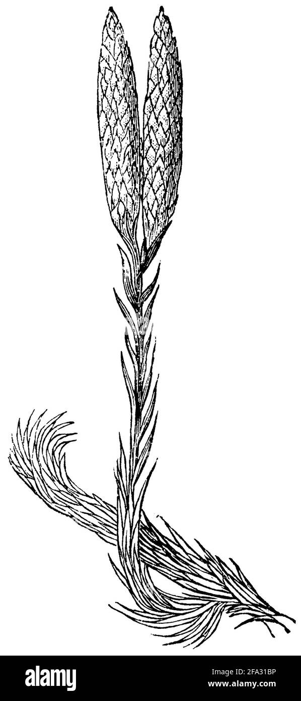 club Moss / Lycopodium clavatum / Keulen-Bärlapp (Botanikbuch, 1880) Stockfoto