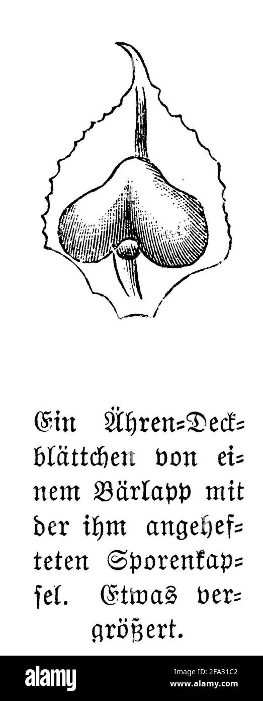 club Moss / Lycopodium clavatum / Keulen-Bärlapp (Botanikbuch, 1880) Stockfoto