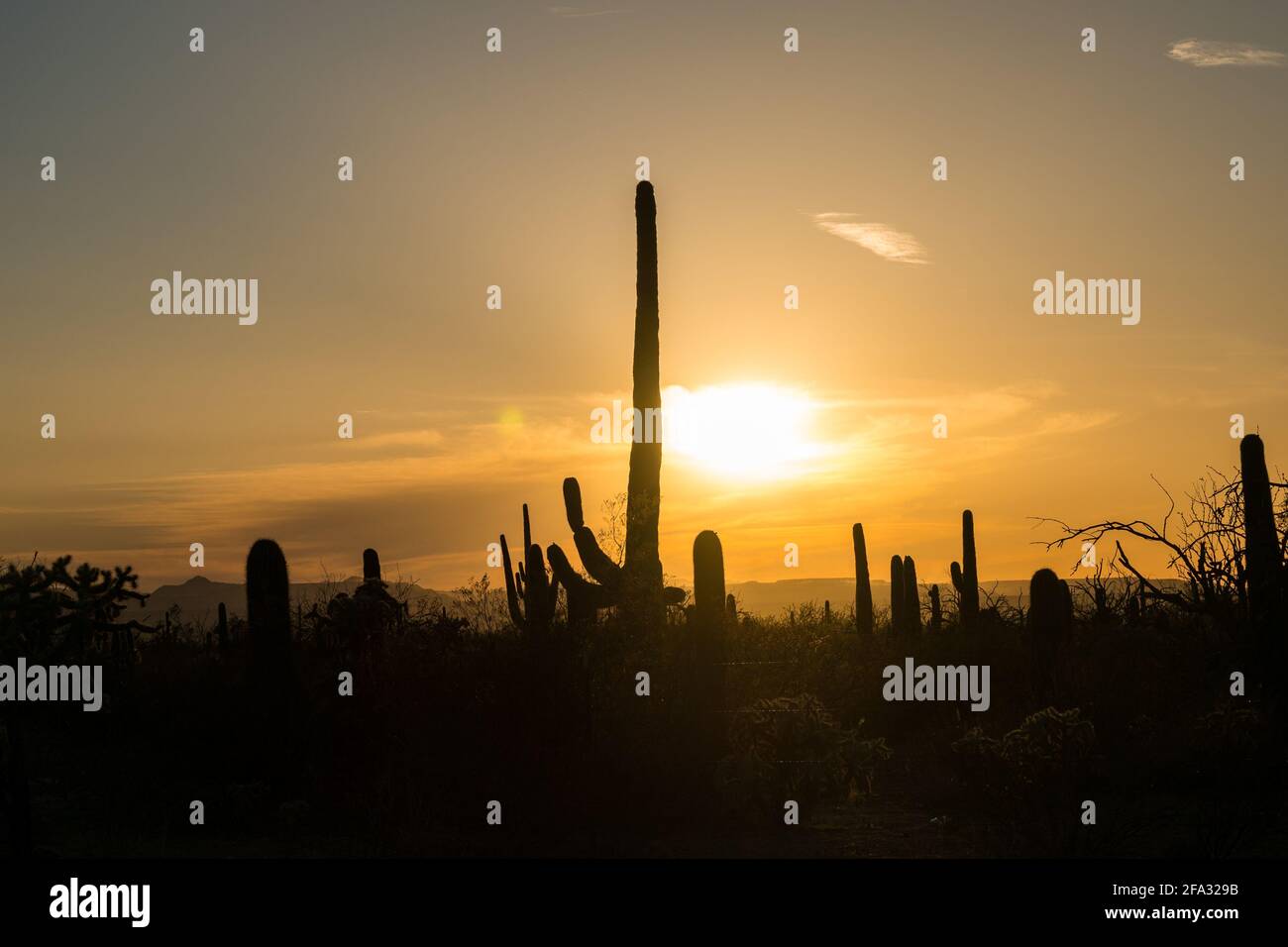 Der Saguaro Kaktus wurde gegen den Sonnenuntergang silhouettiert Stockfoto