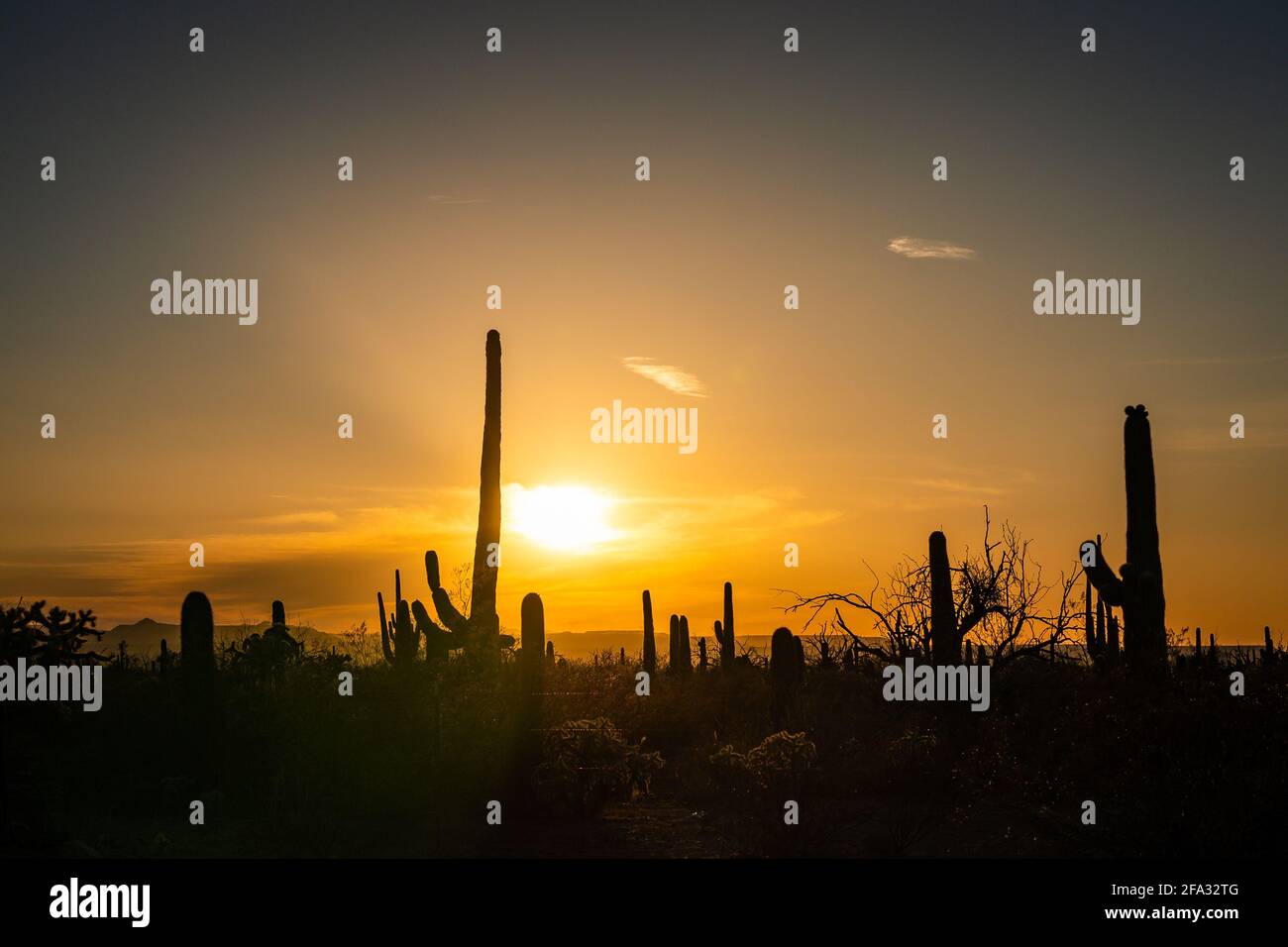Der Saguaro Kaktus wurde gegen den Sonnenuntergang silhouettiert Stockfoto
